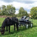 Horse Carriage Factory - Professional Marathon Carriage