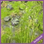 Preserved Moss Panel Manufacturer - Green Wall Backdrop