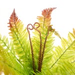 Artificial Fern Factory - Plastic Boston Wall Decor