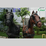 Horse Saddle Manufacturer - Australian Racing Leather