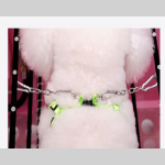 Pet Hair Dryer Manufacturer - Full Automatic Stainless Steel