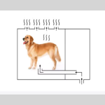 Pet Hair Dryer Manufacturer - Full Automatic Enclosed Blower