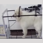 Pet Hair Dryer Factory - Full Automatic Battery Powered