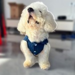 Dog Harness Manufacturer - Denim Vest Breathable Jacket