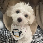 Pet Collar Manufacturer - Custom Patterns Polyester Ribbon