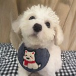 Pet Collar Manufacturer - Custom Patterns Polyester Ribbon