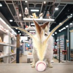 Pet Toy Manufacturer - Eco Friendly Chicken Feather Balls