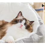 Pet Bed Factory - Soft Cotton Mat