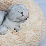 Pet Bed Factory - Soft Dog Kennel Bed