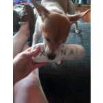 Pet Toy Factory - Chill Pup Parody Toy