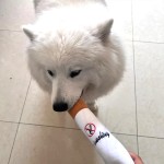 Pet Toy Factory - Cigarette Shape Chew Toy