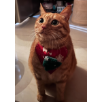 Pet Scarf Supplier - OEM Custom Triangle Collar Design