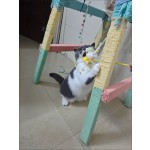 Cat Toy Factory - OEM Custom Plush Biscuit Bone