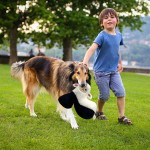 Pet Plush Toy Factory - OEM Custom Sound Duck Sloth Toy