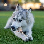 Pet Chew Toy Factory - OEM Custom Cotton Rope Dental