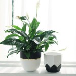 Outdoor Planter Manufacturer - Ceramic Plant Flower Pot