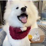 Pet Hair Container Factory - Acrylic Fur Storage Keychain