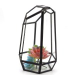 Glass Terrarium Manufacturer - Cube Shaped Succulent Planter