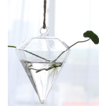 Hanging Globe Manufacturer - Round Glass Terrarium Ball