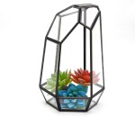 Glass Terrarium Manufacturer - Cube Shaped Succulent Planter