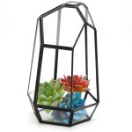 Glass Terrarium Manufacturer - Cube Shaped Succulent Planter