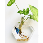 Aquarium Factory - Marimo Moss Ball Glass Vase