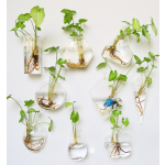 Aquarium Factory - Marimo Moss Ball Glass Vase