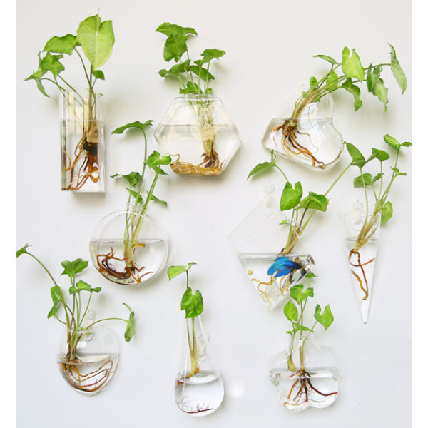 Aquarium Factory - Marimo Moss Ball Glass Vase