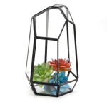 Glass Terrarium Manufacturer - Cube Shaped Succulent Planter