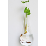 Aquarium Factory - Marimo Moss Ball Glass Vase