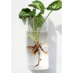 Aquarium Factory - Marimo Moss Ball Glass Vase