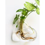 Aquarium Factory - Marimo Moss Ball Glass Vase