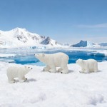 Polar Bear Factory - Cute Animal Miniature Landscape Decor