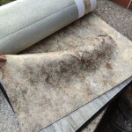 Jacquard Embroidery Curtains Supplier - Luxury Pattern Blackout