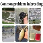 High Activity Bacillus Subtilis Used in Aquaculture Feed for Freshwater Aquaculture of Fish, Shrimp, and Crabs