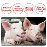 Animal Feed Additives Improve Gut Function
