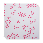 Polyester Mini Matt Fabric Supplier - Memory Wrinkle Resistant