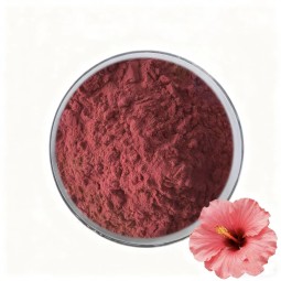 Hibiscus Flower Extract Supplier - 20:1 Powder Organic