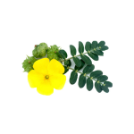 Tribulus Terrestris Extract Manufacturer - Powder Capsules