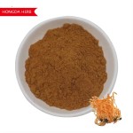 Cordyceps Extract Supplier - 1% Cordycepin Sinensis