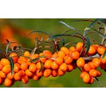 Lactobacillus Acidophilus Factory - Probiotics Powder FU/G