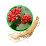 Ginseng Extract Powder Factory - 5%-80% Ginsenosides