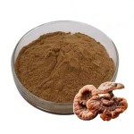 Reishi Mushroom Powder Manufacturer - Ganoderma Extract