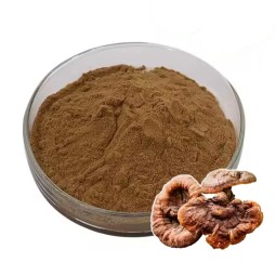 Reishi Mushroom Powder Manufacturer - Ganoderma Extract