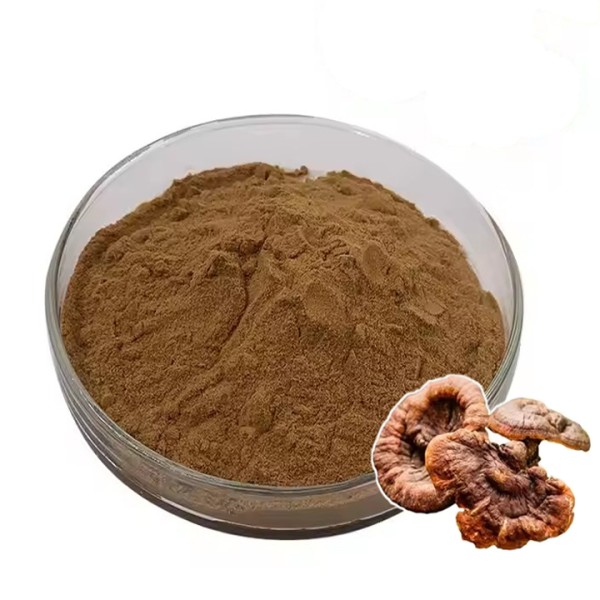 Reishi Mushroom Powder Manufacturer - USDA Organic Extract