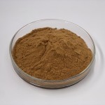 Maitake Mushroom Powder Factory - 50% Polysaccharides 10:1