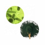 Resveratrol Powder Supplier - 50% Polygonum Extract