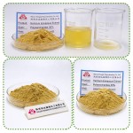 Monk Fruit Extract Supplier - 50% Mogroside V Powder