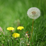 Dandelion Root Extract Factory - 5% Flavonoids Bulk