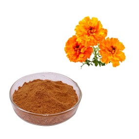 Sophora Japonica Extract Manufacturer - 95% Rutin Powder